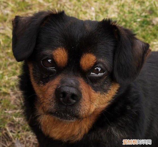 狗泪痕越来越严重怎么办 狗泪痕严重是怎么回事