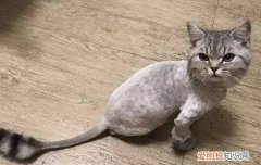 英国短毛猫二个月怎么养,英短二个月洗一次澡可以吗,二个月英短猫怎么喂食