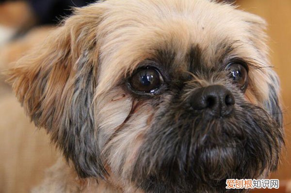 为什么狗狗的泪痕是红色的 小狗泪痕是红色的