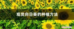 盆栽向日葵的种植时间和方法 观赏向日葵 向日葵种植时间和方法