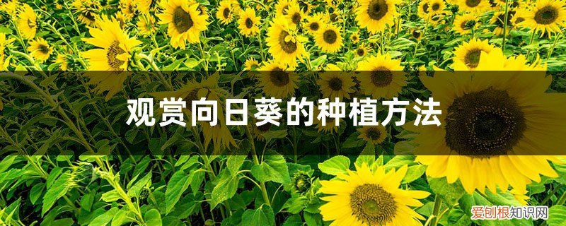 盆栽向日葵的种植时间和方法 观赏向日葵 向日葵种植时间和方法