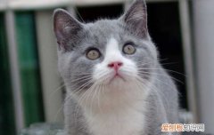 英国短毛猫眼睛流泪是怎么回事,英国短毛猫有眼屎怎么回事,英国短毛猫流棕色眼泪是怎么回事