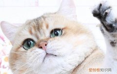 英国短毛猫怎么养新手,英国短毛猫怎么养才胖,英国短毛猫怎么养不胖