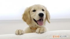 宠物狗有眼屎用什么药 狗狗有眼屎用什么药好