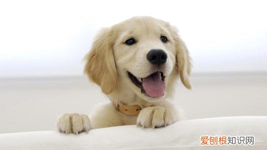 宠物狗有眼屎用什么药 狗狗有眼屎用什么药好