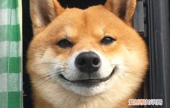 秋田犬有几种颜色 这几种你知道吗？