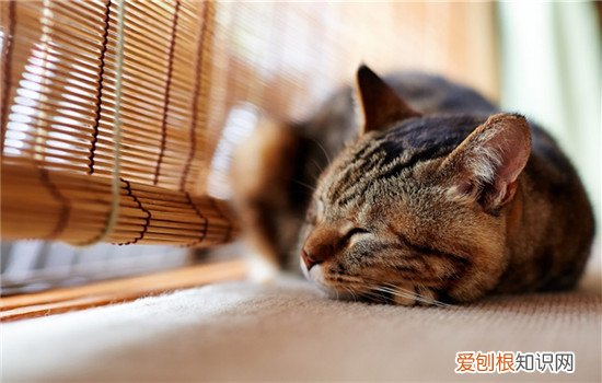 猫咪伤心的三种表现 最好多陪陪自己的猫咪