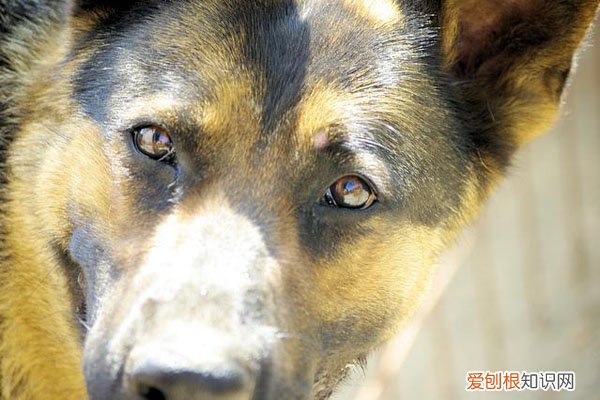 狗一只眼睛红眼屎多怎么办 狗狗一只眼睛红眼屎多