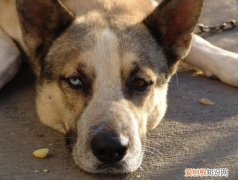 狗狗一只眼睛眼屎多黄 狗狗有一只眼睛眼屎多