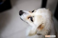 狗一只眼睛流脓一样的眼屎 狗狗一只眼睛流脓眼屎