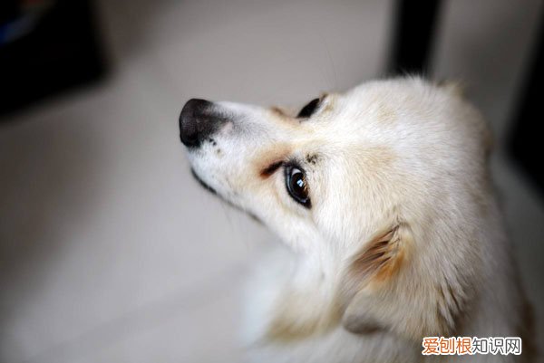 狗一只眼睛流脓一样的眼屎 狗狗一只眼睛流脓眼屎