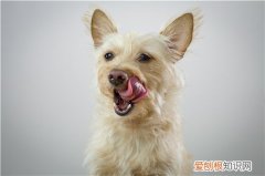 狗狗有眼屎不吃东西还吐黄水 狗狗有眼屎不吃东西