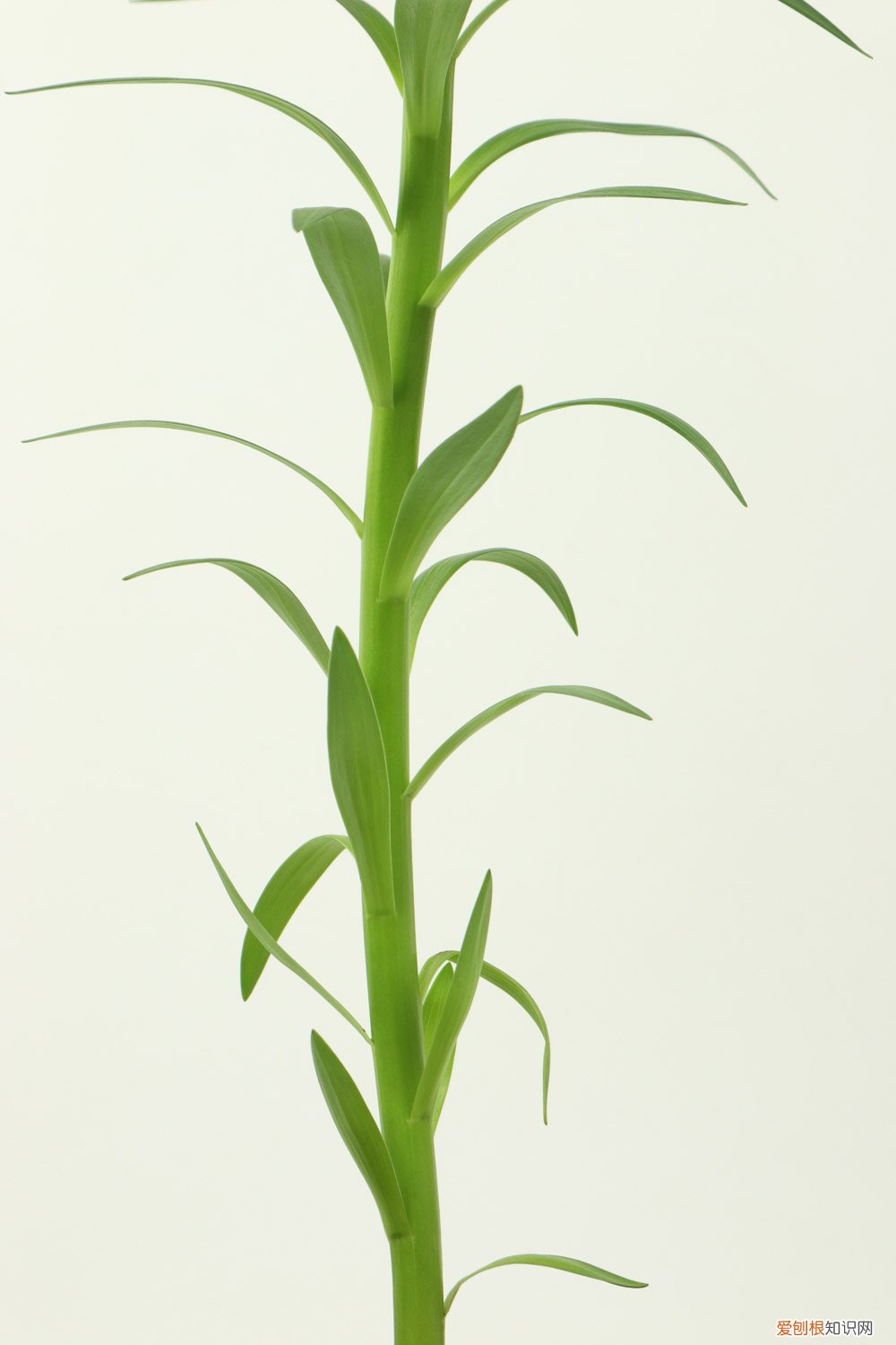 百合花该怎么养? 百合花怎么养,百合花图片