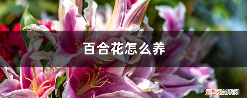 百合花该怎么养? 百合花怎么养,百合花图片