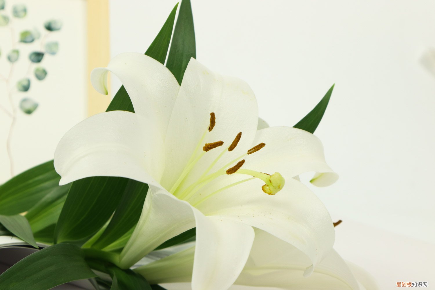 百合花该怎么养? 百合花怎么养,百合花图片