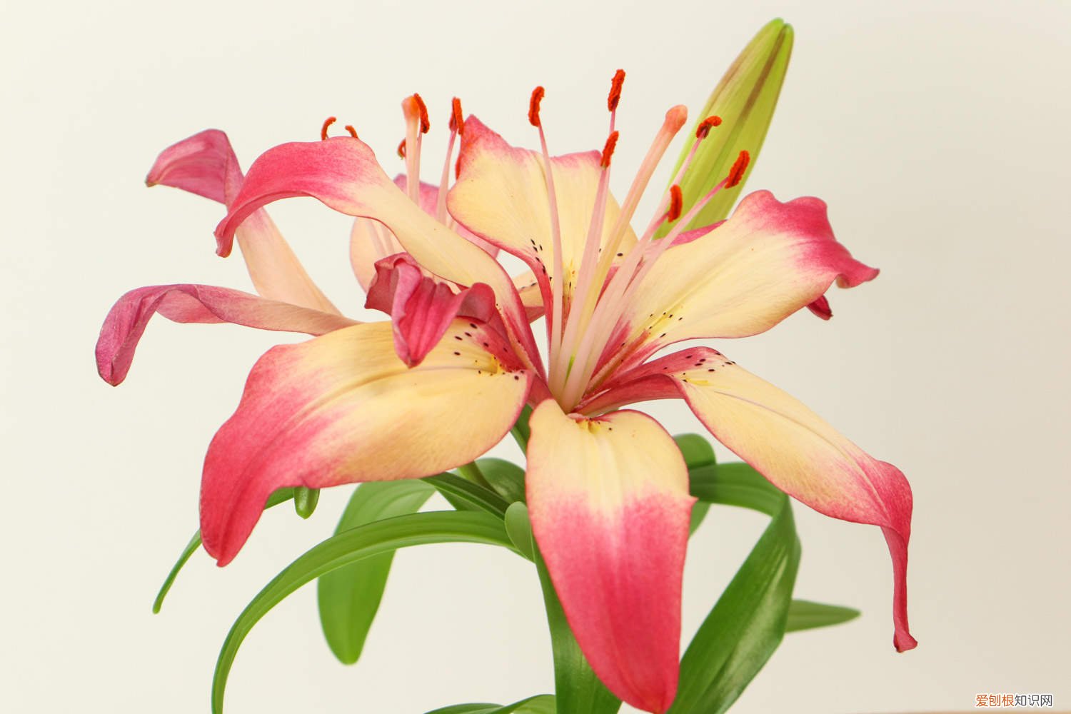 百合花该怎么养? 百合花怎么养,百合花图片