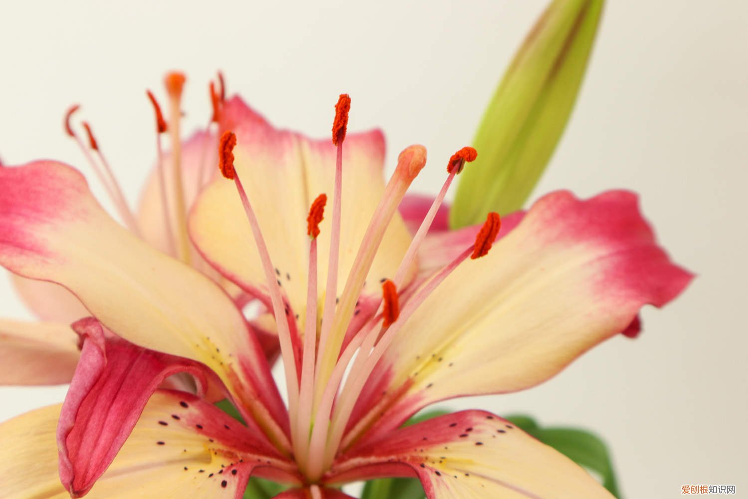 百合花该怎么养? 百合花怎么养,百合花图片