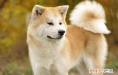 秋田犬和中华田园犬有什么区别 非常容易分辨哦！