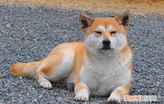 秋田犬分大型小型吗 秋田犬可没有这么多幺蛾子哦！