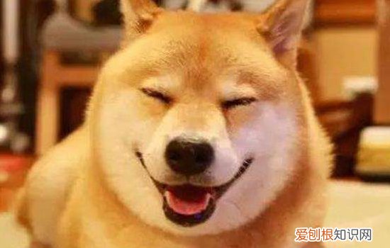 秋田犬分大型小型吗 秋田犬可没有这么多幺蛾子哦！