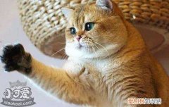 猫吃塑料袋是怎么回事 猫吃塑料袋是缺什么