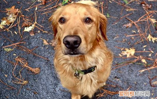 秋田犬性格和缺点 秋田犬的饲养要点