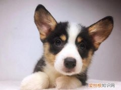 狗狗有眼屎还拉稀了 狗狗有眼屎还拉稀