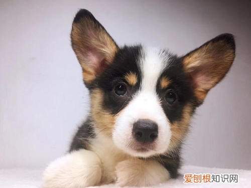 狗狗有眼屎还拉稀了 狗狗有眼屎还拉稀