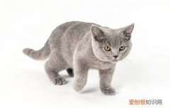 英国短毛猫可以吃哪些东西 英国短毛猫能吃火腿肠吗