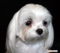 狗狗有眼屎泪痕正常吗 狗狗有眼屎泪痕