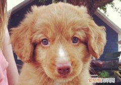 狗狗流眼屎是什么情况 狗狗流眼屎是什么原因