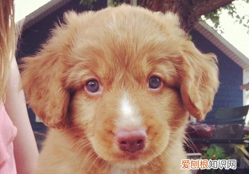 狗狗流眼屎是什么情况 狗狗流眼屎是什么原因