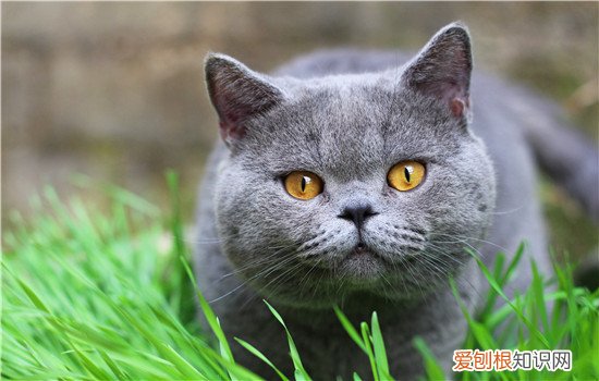 英国短毛猫可以喝酸奶吗 英国短毛猫可以喝纯牛奶吗