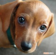 狗狗最近眼屎多怎么回事 狗狗最近眼屎特别多