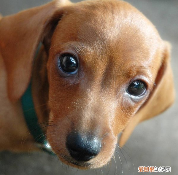 狗狗最近眼屎多怎么回事 狗狗最近眼屎特别多