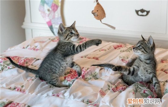 猫猫之间怎么沟通 猫咪用什么沟通