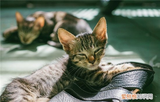 猫猫之间怎么沟通 猫咪用什么沟通