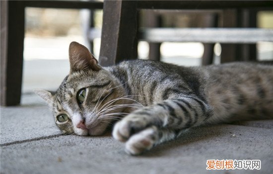 如何带猫坐车 带猫咪坐车要注意什么