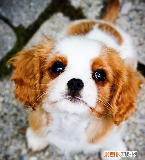 狗狗精神不好有眼屎 狗狗眼屎多没精神不好