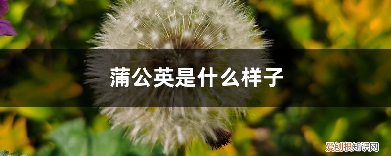 蒲公英什么样子图片大全 蒲公英是什么样子，蒲公英的图片