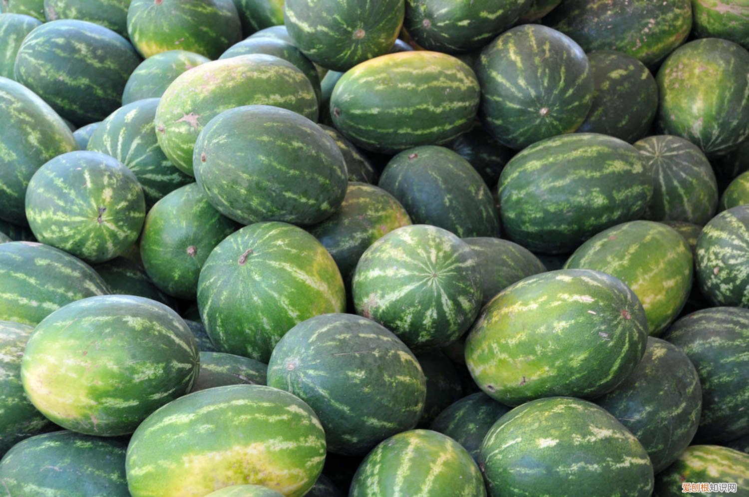 西瓜有几种种植方法 西瓜怎么种植，西瓜的作用