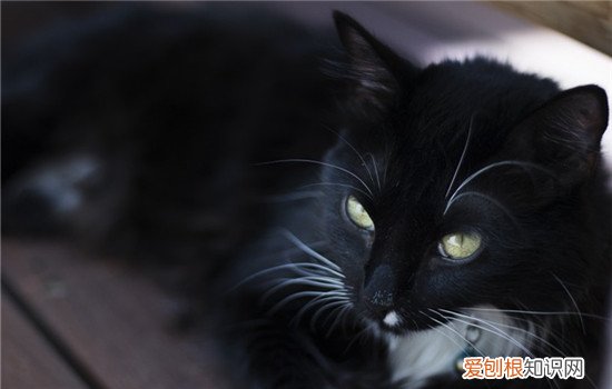 怎么预防猫咪黑下巴 预防猫咪黑下巴要做到这五点