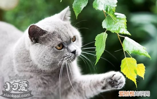 猫咪的爪子有什么作用 猫咪的爪子大解析