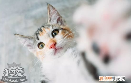 猫咪的爪子有什么作用 猫咪的爪子大解析