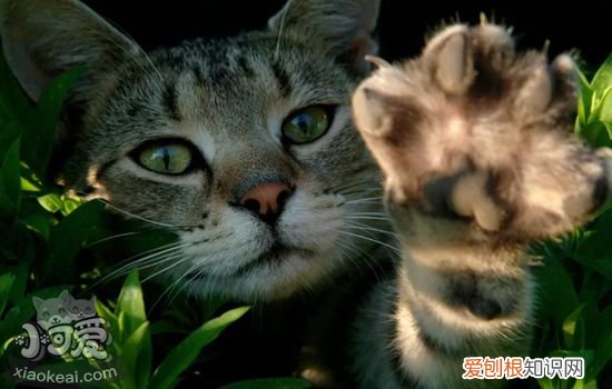 猫咪的爪子有什么作用 猫咪的爪子大解析