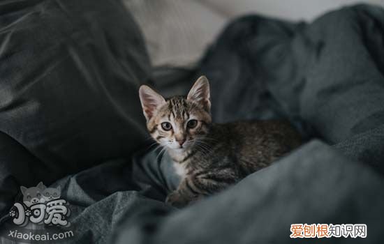 猫喜欢移动的东西怎么回事 猫对移动的东西感兴趣