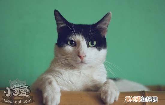 猫喜欢移动的东西怎么回事 猫对移动的东西感兴趣