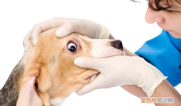 狗狗眼屎什么原因 狗出眼屎什原因