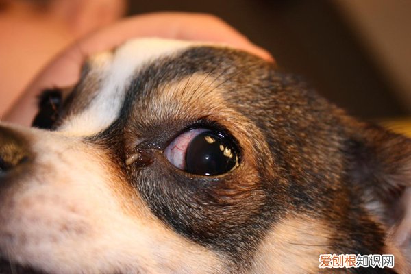 狗狗眼屎发臭是什么问题 狗眼屎臭什么原因怎么治疗