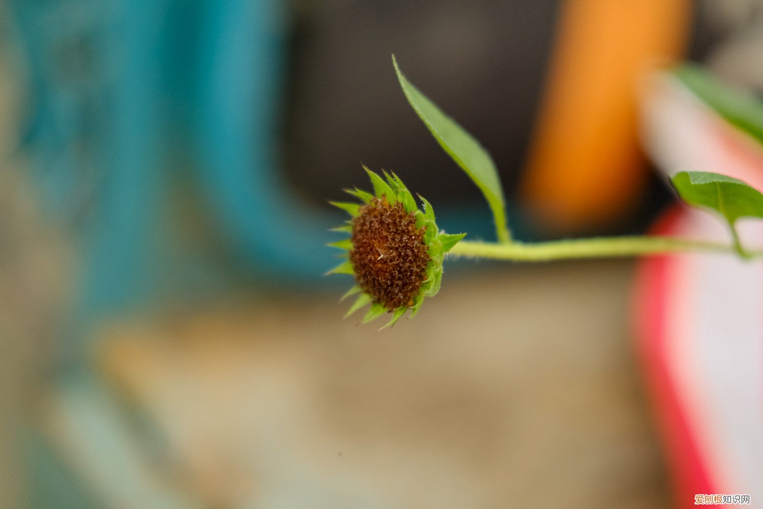 向日葵啥时播种 向日葵什么时候播种,向日葵叶子图片